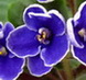 Фиалка Magic Blue