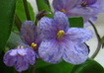 Фиалка Coral Sparkle Trail
