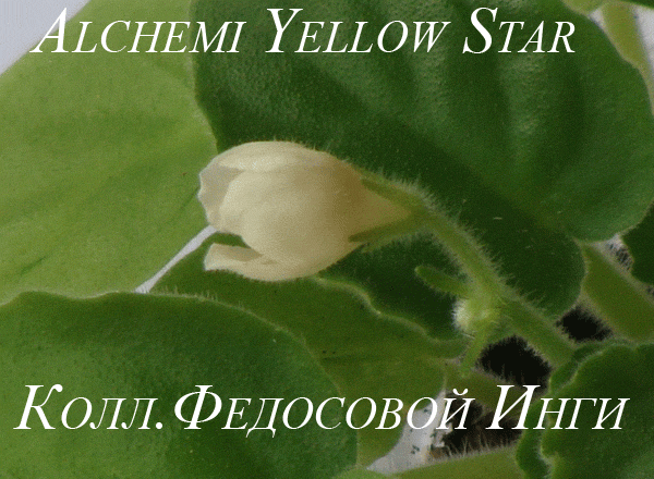  Alchemi Yellow Star 