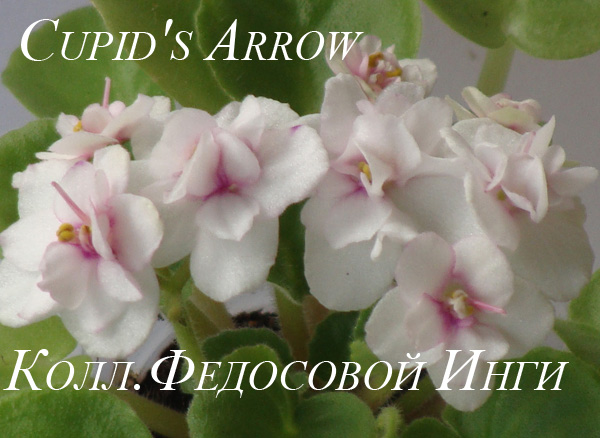  Cupids Arrow 