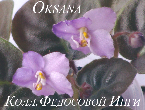 Oksana 