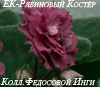 Фиалка ЕК-Рябиновый Костёр