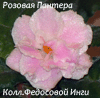Фиалка Розовая Пантера