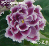 Фиалка РС-Герцогиня