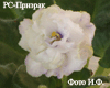 Фиалка РС-Призрак