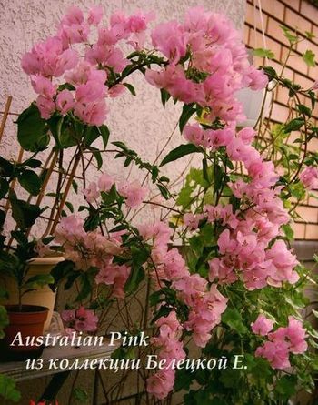  Australian Pink 