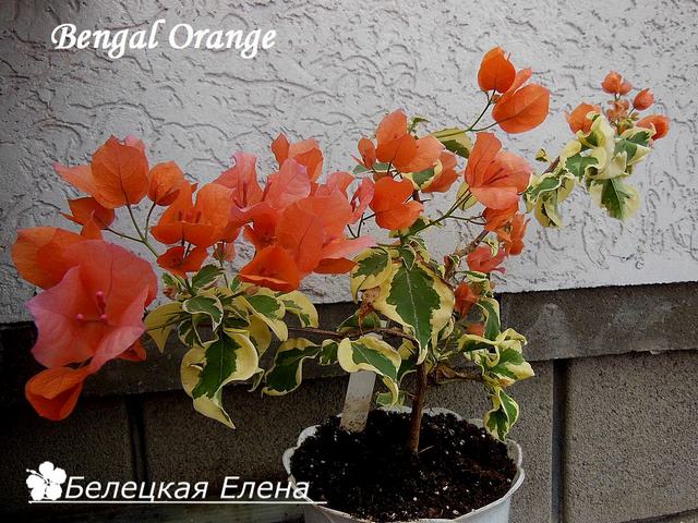  Bengal Orange 