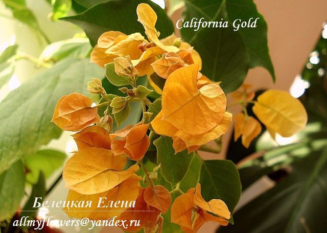  California Gold 