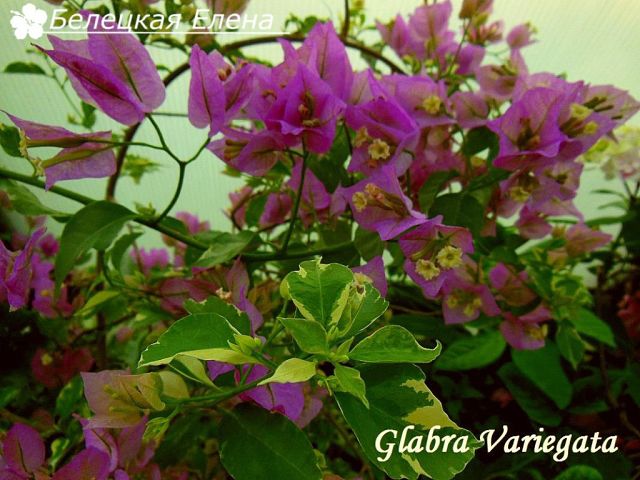  Glabra Donker 