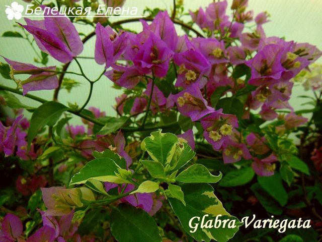  Glabra Variegata 