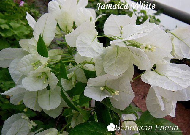  Jamaica White 