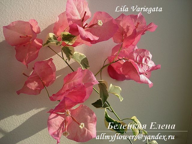  Lila Variegata 