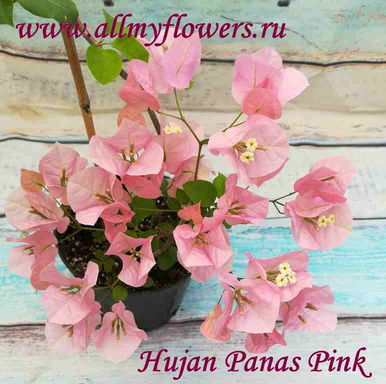  Hujan Panas Pink 