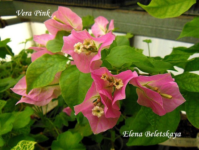  Vera Pink 