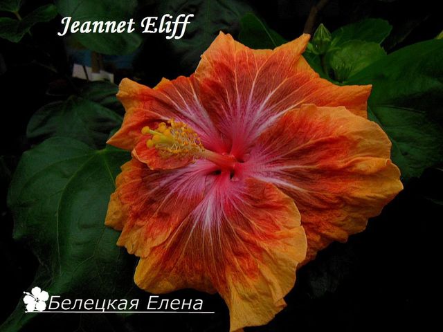  Jeannet Eliff 