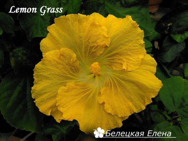  Lemon Grass 
