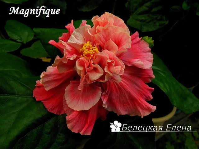 Гибискус magnifique