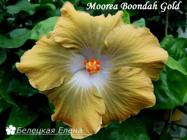  Moorea Boondah Gold       