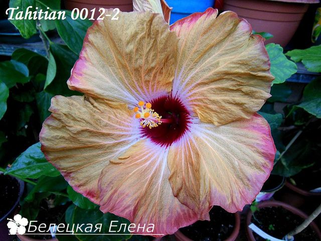  Tahitian 0012-2 