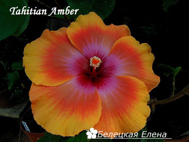  Tahitian Amber 