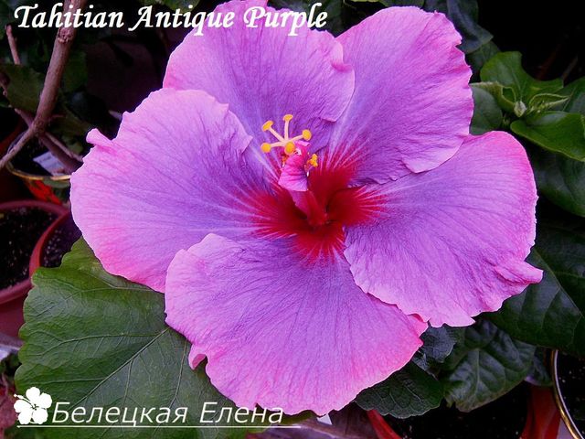  Tahitian Antique Purple 