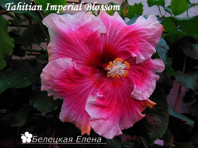  Tahitian Imperial Blossom 