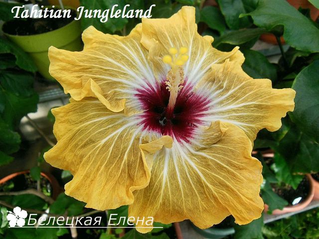  Tahitian Jungleland 