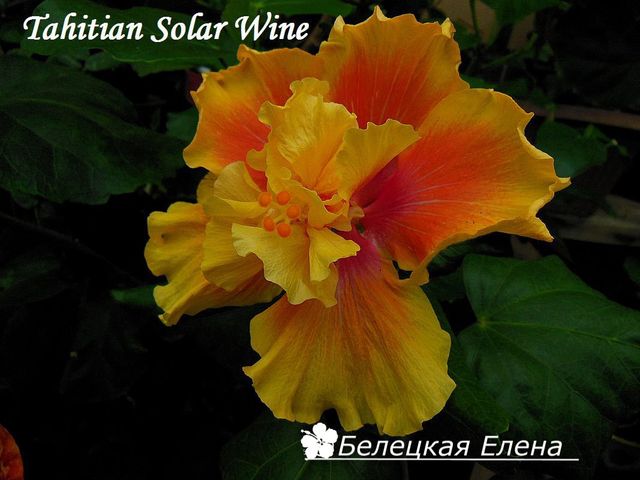  Tahitian Solar Wine 