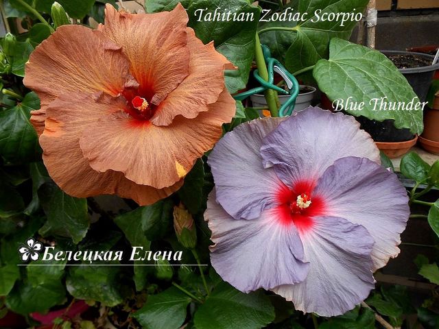  Tahitian Zodiac Scorpio 
