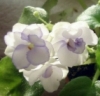 Фиалка Pacific Pearl