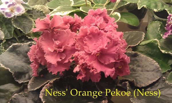  Ness`  Orange Pekoe 