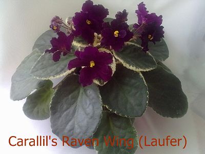  Carallil`s Raven Wing 