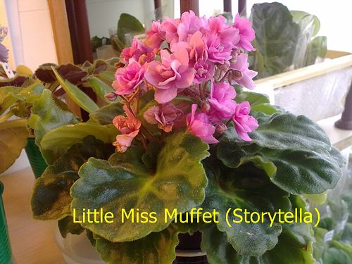  Little Miss  Muffet 