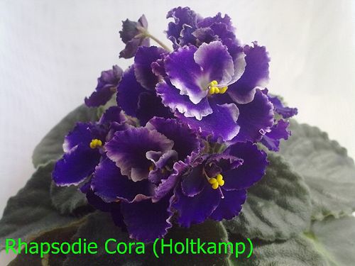  Rhapsody Cora 