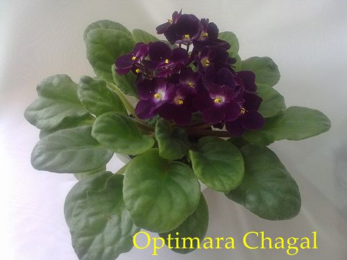  Optimara Chagal 