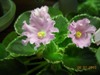 Фиалка Pink Sensation