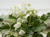 Фиалка Cool Mint