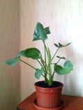   (zantedeschia),   