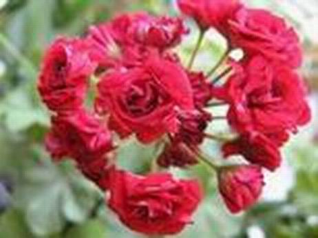  Rosebud Red 