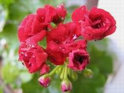  Rosebud Red