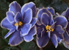Фиалка Carribian Blue