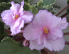 Фиалка Fredette's Risen Star