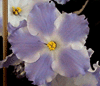 Фиалка Lyon's Lavender Magic