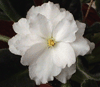 Фиалка Rhapsody In White