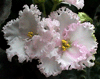 Фиалка Rosie Ruffles (спорт)