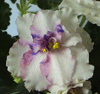 Фиалка Snow Jewel