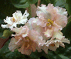 Фиалка Sunkissed Rose