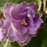 Фиалка Buckeye Sarsparilla