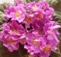 Фиалка Hawaiian Pearle