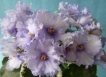 Фиалка Lavender Swirls